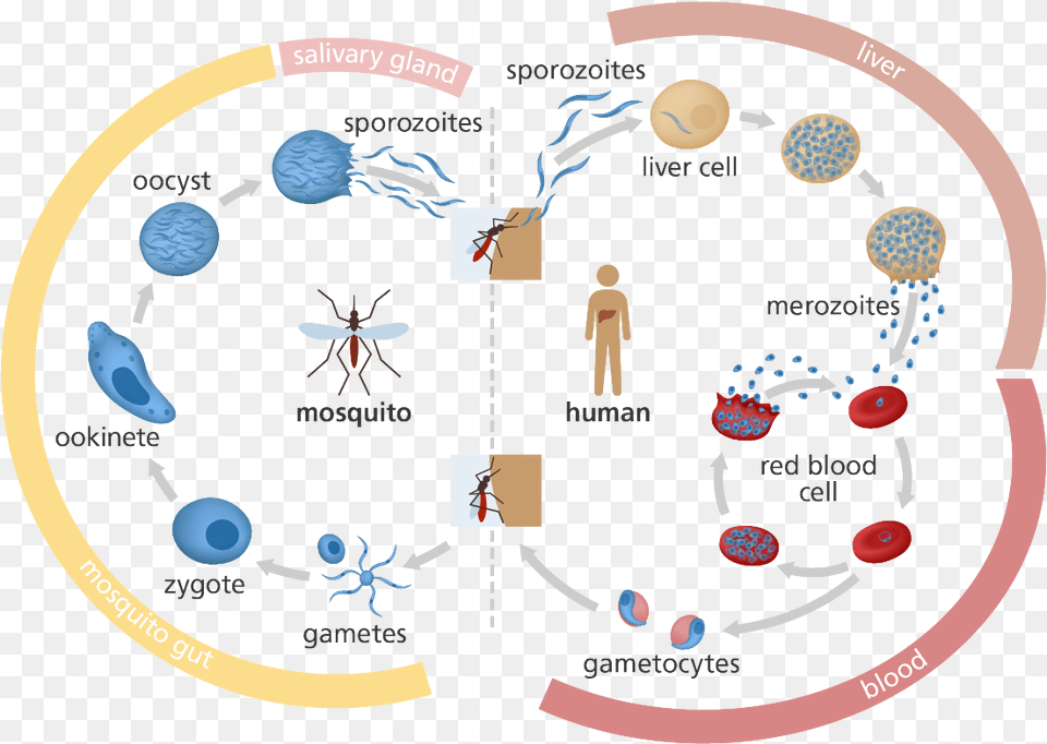 Malaria Life Cycle Gcse, Person, Animal, Wasp, Invertebrate Free Transparent Png