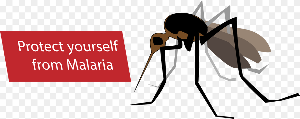 Malaria Mosquito Cartoon Malaria Clipart, Photography Free Png