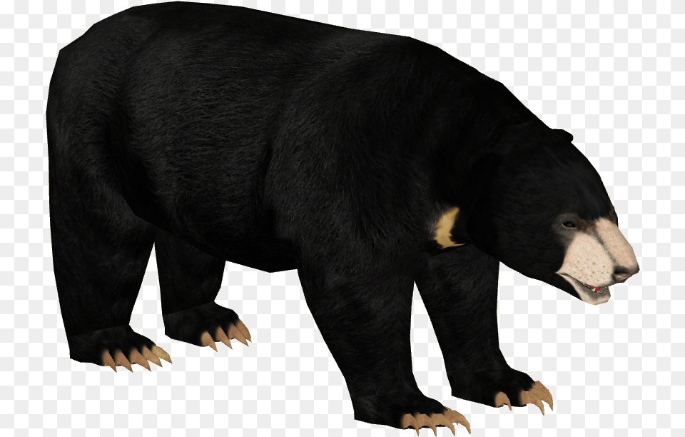 Malayan Bear Zt2 Sloth Bear, Animal, Mammal, Wildlife, Black Bear Free Transparent Png