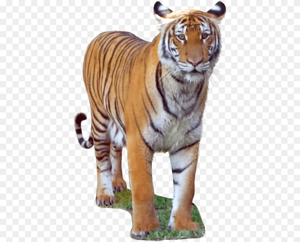 Malayan Tiger Transparent Background Download Siberian Tiger, Animal, Mammal, Wildlife Png