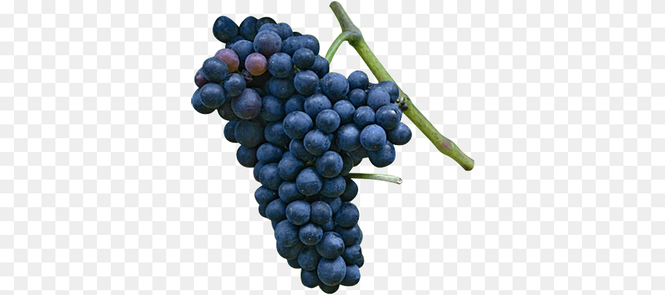 Malbec General Hydroponics Floranectar Grape Expectations, Food, Fruit, Grapes, Plant Png