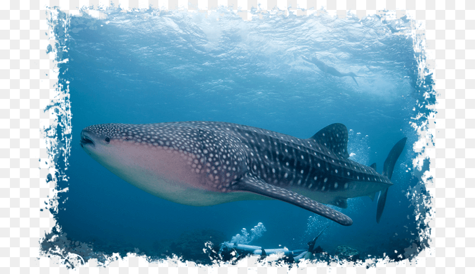 Maldives Whale Shark Sun Island Whale Shark, Animal, Fish, Sea Life, Mammal Png Image