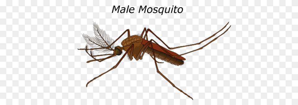 Male Animal, Bow, Weapon, Insect Free Transparent Png
