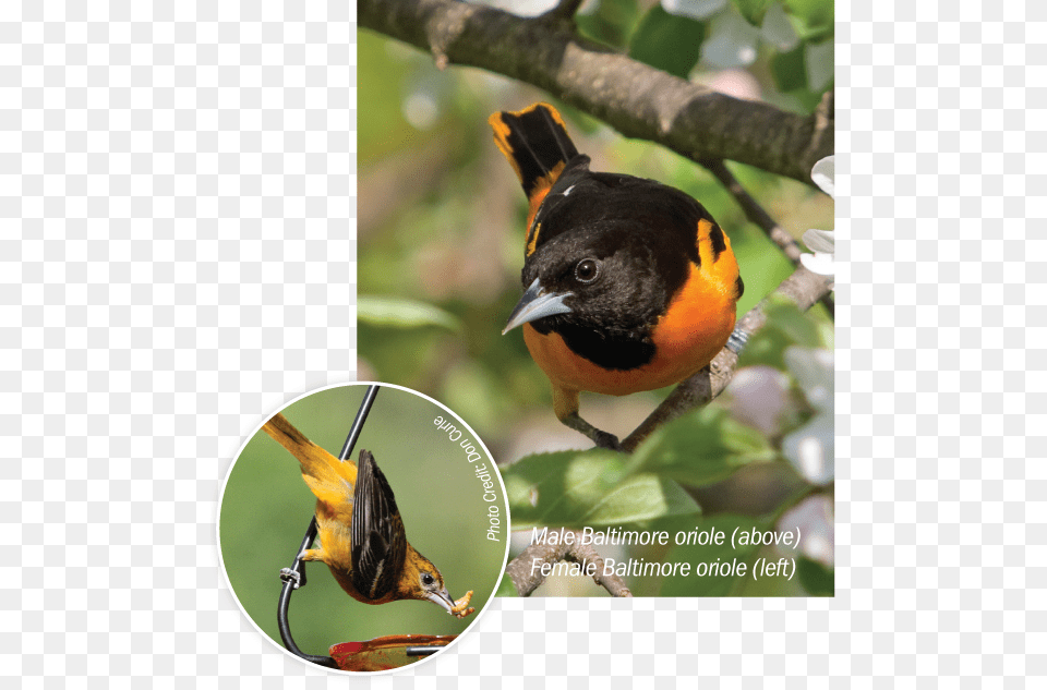 Male And Female Baltimore Orioles Finch, Animal, Bird, Blackbird Png