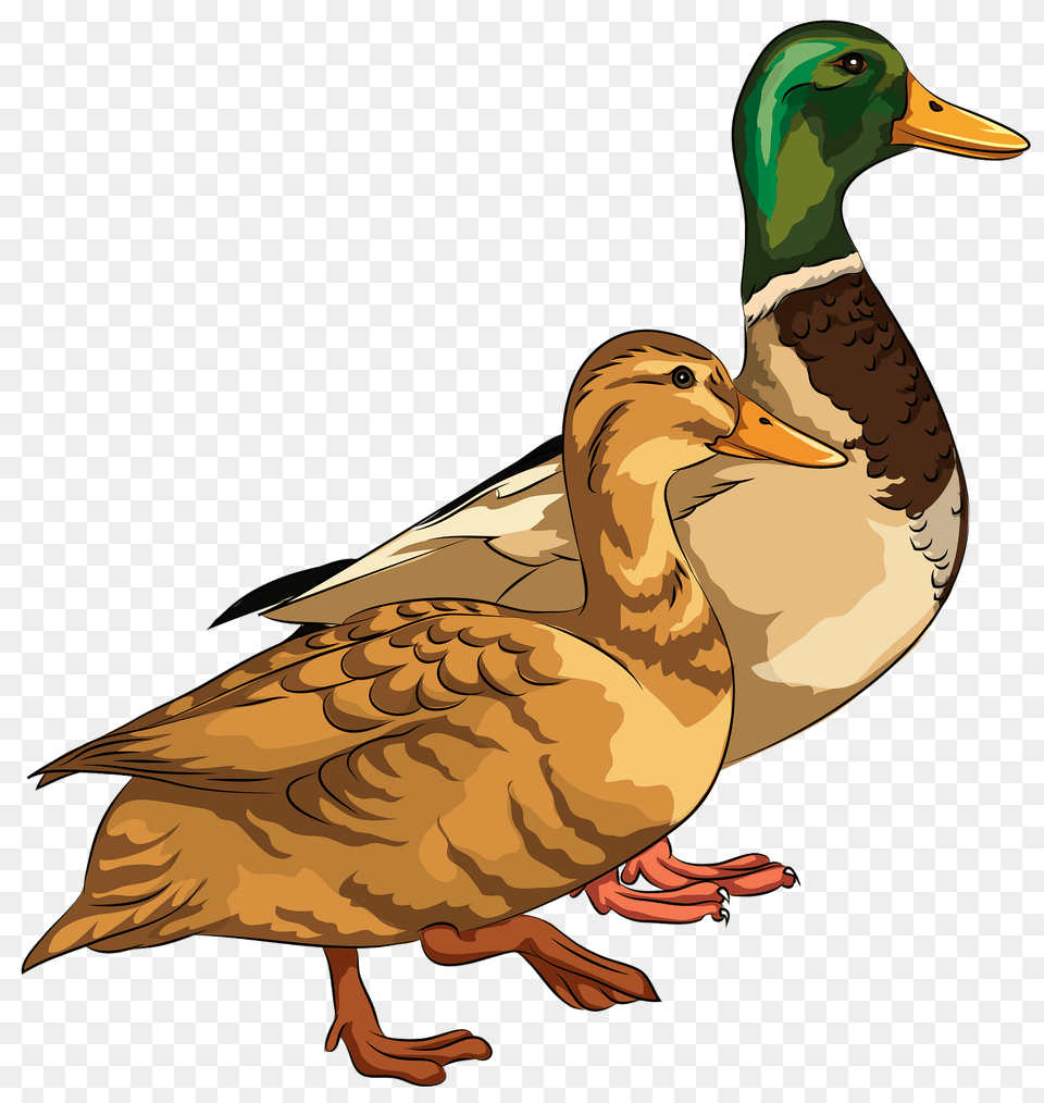 Male And Female Mallard Ducks Clipart, Animal, Anseriformes, Bird, Waterfowl Free Png Download