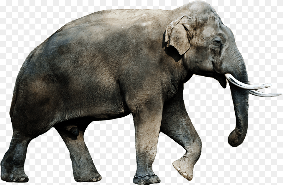 Male Asian Elephant, Animal, Mammal, Wildlife Free Png