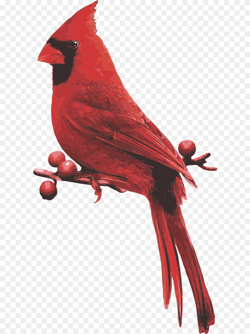 Male Cardinal Red Bird Northern Cardinal, Animal Free Png Download