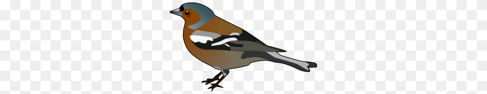 Male Chaffinch Numeric Bird Chaffinch And Clip Art, Animal, Finch, Beak, Aircraft Free Transparent Png