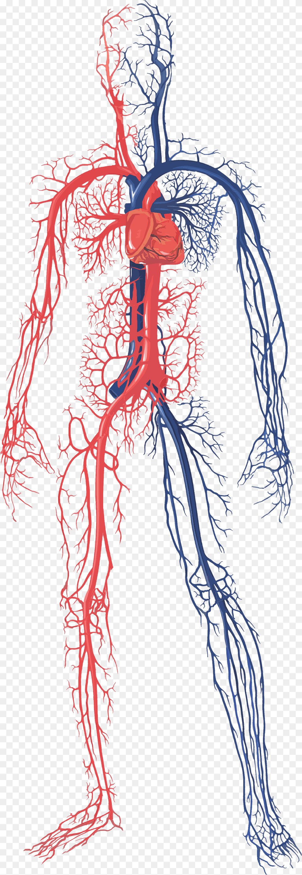 Male Circulatory System Human Circulatory System, Adult, Female, Person, Woman Png Image