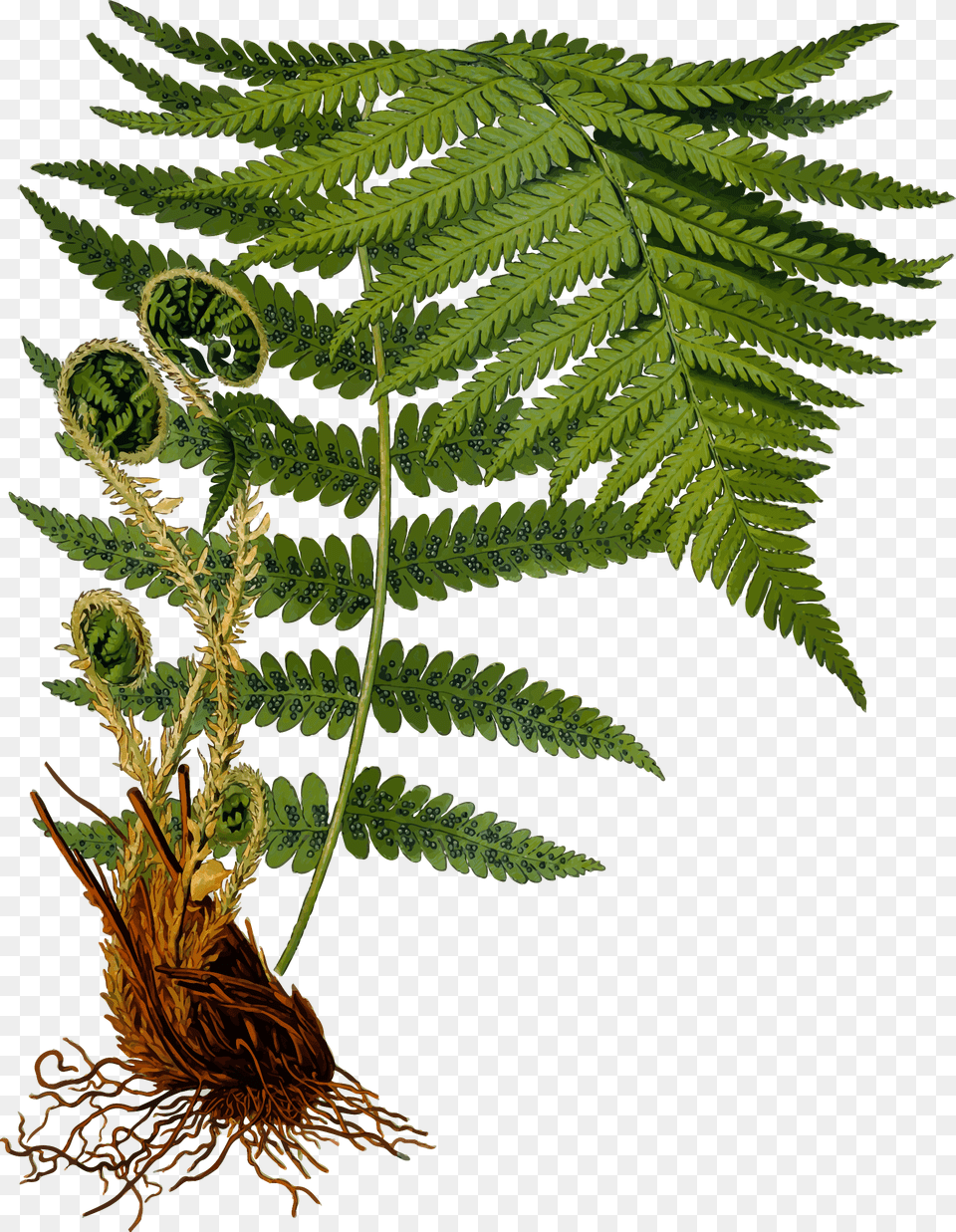 Male Fern 2 Clip Arts Fern Botanical Illustration, Plant Free Transparent Png