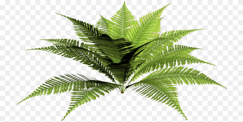 Male Fern Forest Plants, Plant, Leaf Free Png