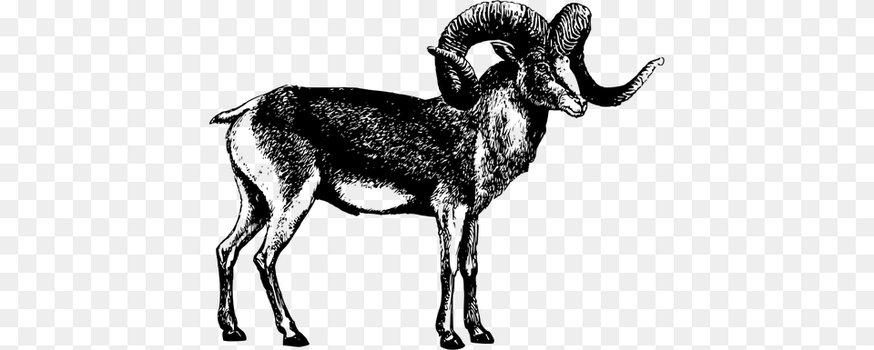 Male Goat Vector Illustration Marco Polo Sheep, Gray Free Png Download