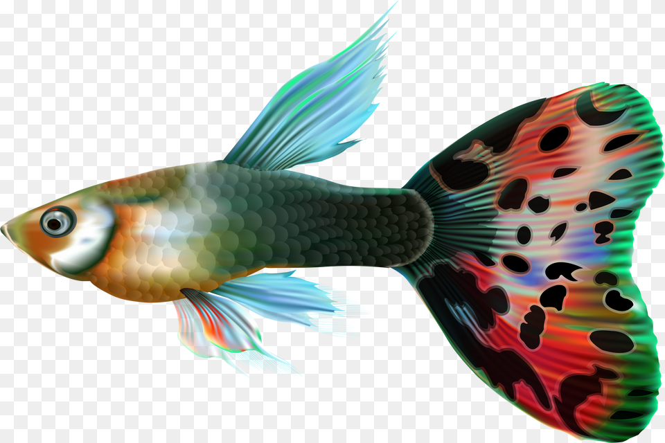 Male Guppy Clip Guppies With Transparent Background Png