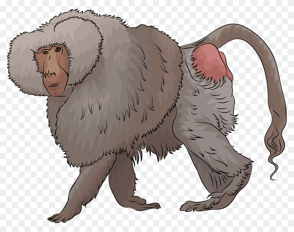 Male Hamadryas Baboon Clipart, Animal, Person, Monkey, Mammal Png