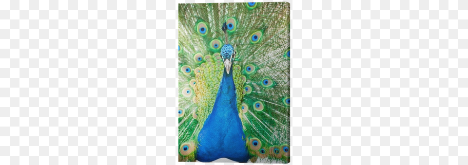 Male Indian Peacock Showing Its Feathers Canvas Print Pavo Real Macho, Animal, Bird Png