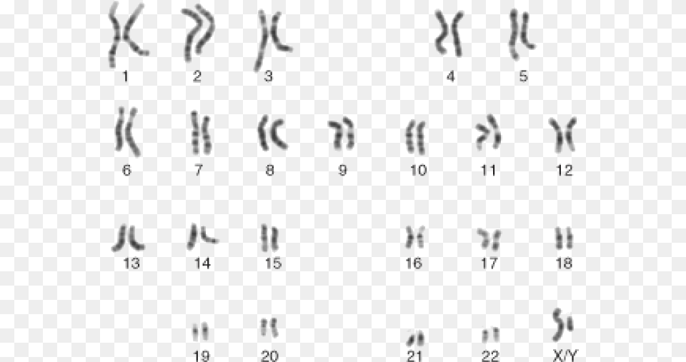 Male Karyotype, Text, Alphabet, Number, Symbol Png Image