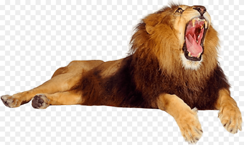Male Lion Opening Mouth, Animal, Mammal, Wildlife, Canine Png Image
