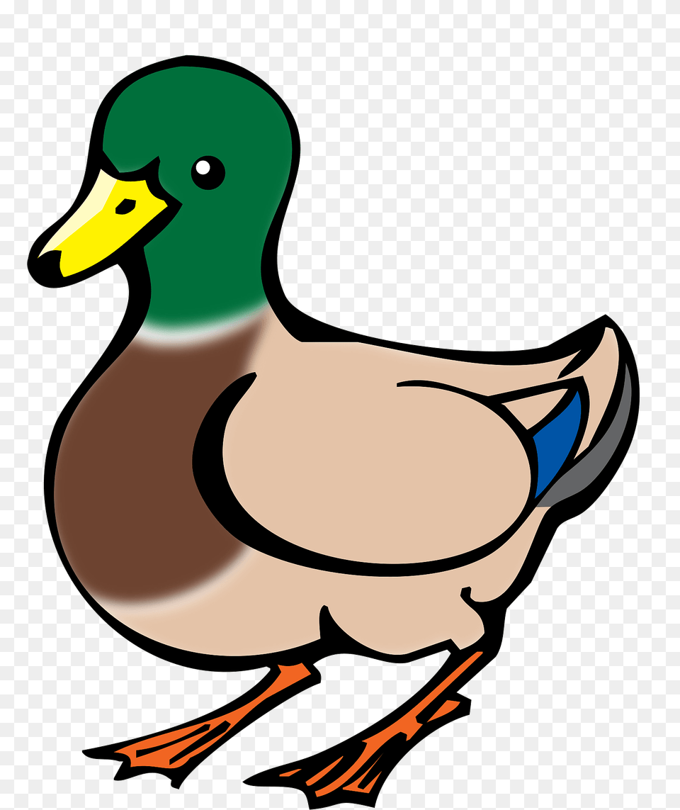 Male Mallard Bird Clipart, Animal, Duck, Waterfowl, Fish Png