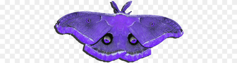 Male Moth Purple Blue Moth, Animal, Butterfly, Insect, Invertebrate Png