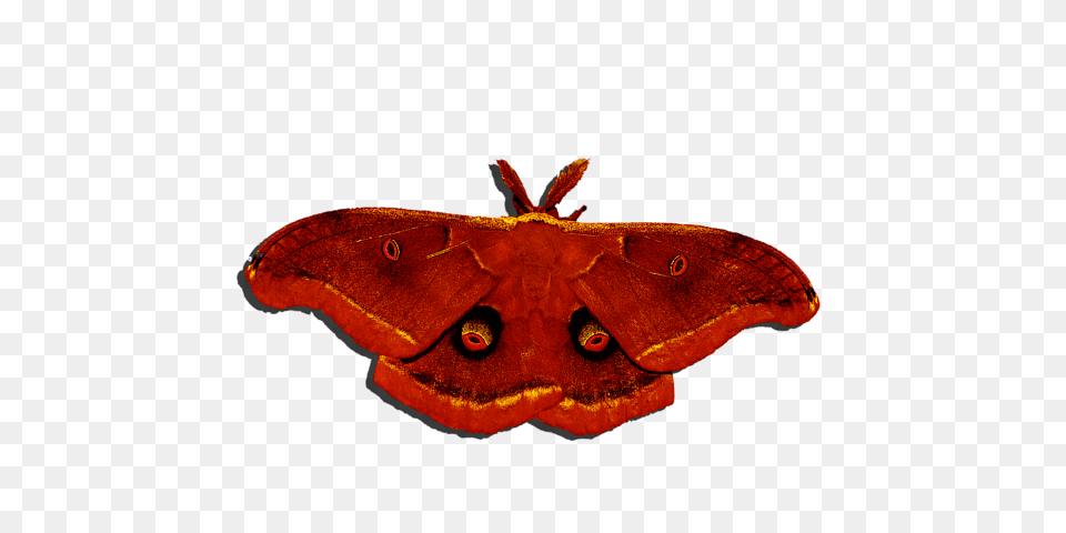 Male Moth Red Onesie For Sale, Animal, Butterfly, Insect, Invertebrate Free Png