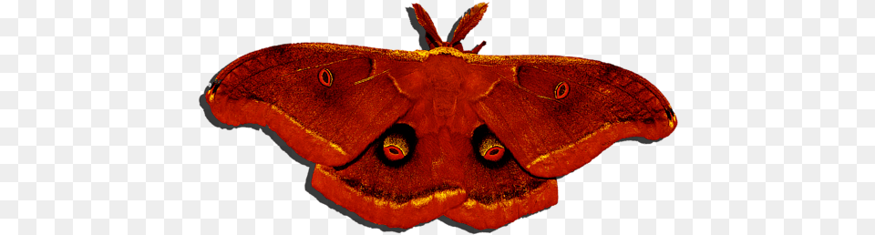 Male Moth Red Red Moth, Animal, Butterfly, Insect, Invertebrate Free Png Download