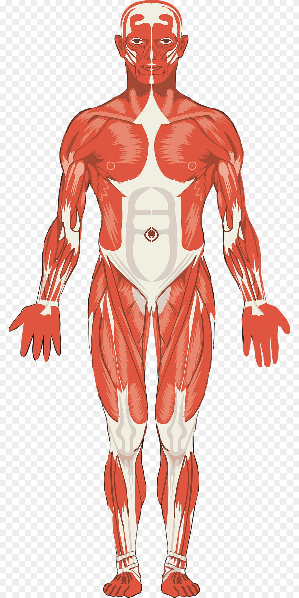Male Musculature Clipart, Adult, Man, Person, Body Part Png Image