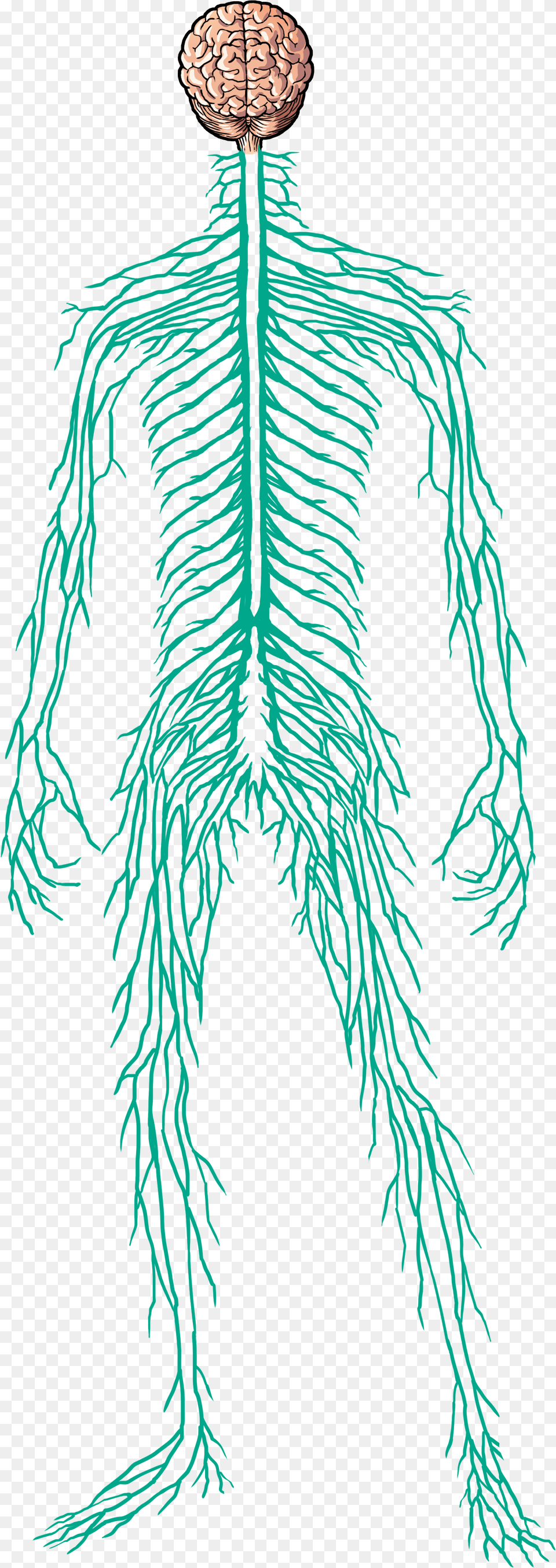 Male Nervous System Human, Person, Plant, Root Free Png Download