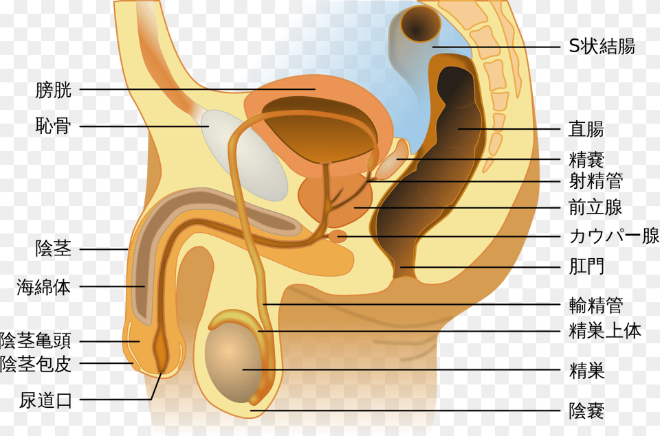 Male Sexual And Reproductive Systems, Body Part, Ear Free Png Download