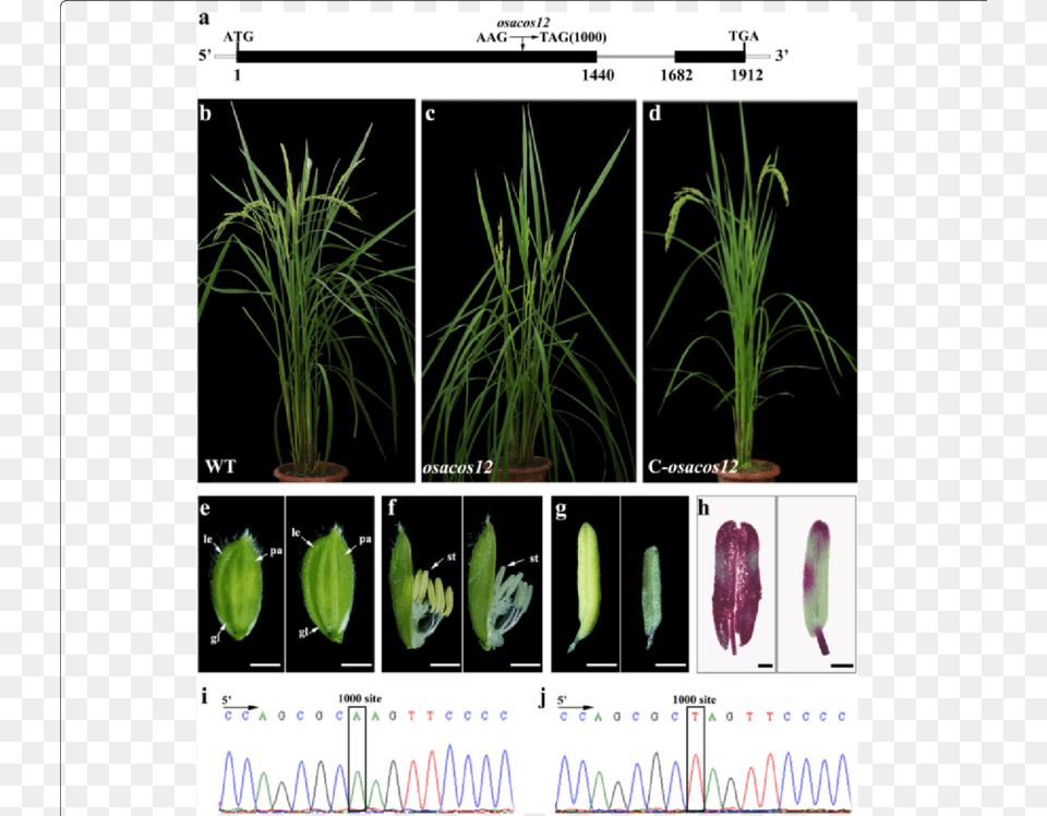 Male Sterility Complementation, Grass, Plant, Vegetation, Moss Png