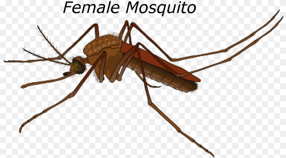 Male Vs Female Mosquito, Animal, Insect, Invertebrate, Spider Free Png Download