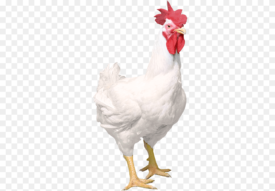 Male White Hen, Animal, Bird, Chicken, Fowl Free Png