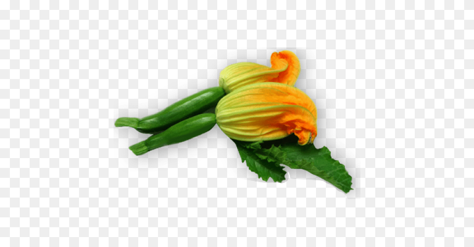 Male Zucchini Flowers, Food, Plant, Produce, Squash Png Image