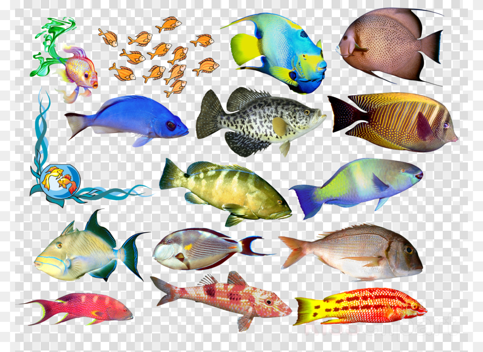 Malenkie Ribi Risunok Clipart Fish Drawing Clip Art Totally Human Why We Look And Act, Animal, Sea Life, Amphiprion, Collage Png