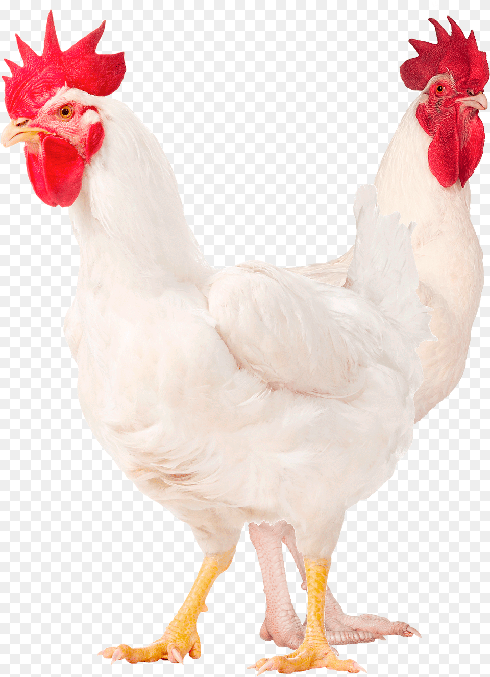 Males M77 M99 White Legs Rooster, Animal, Bird, Chicken, Fowl Free Transparent Png