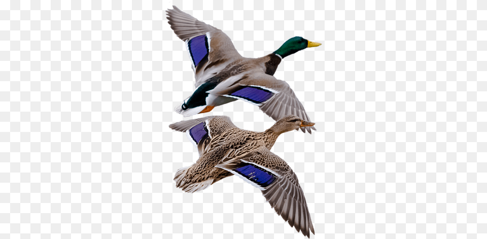Mallard, Animal, Anseriformes, Bird, Duck Free Png