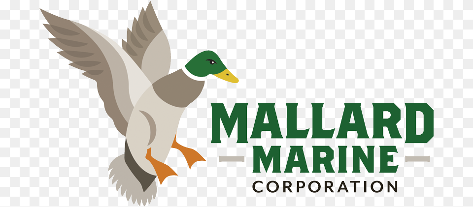 Mallard, Animal, Bird, Duck, Waterfowl Free Transparent Png