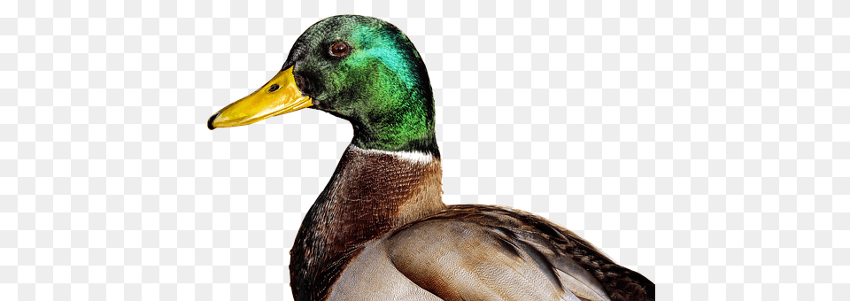 Mallard Animal, Bird, Duck, Waterfowl Png