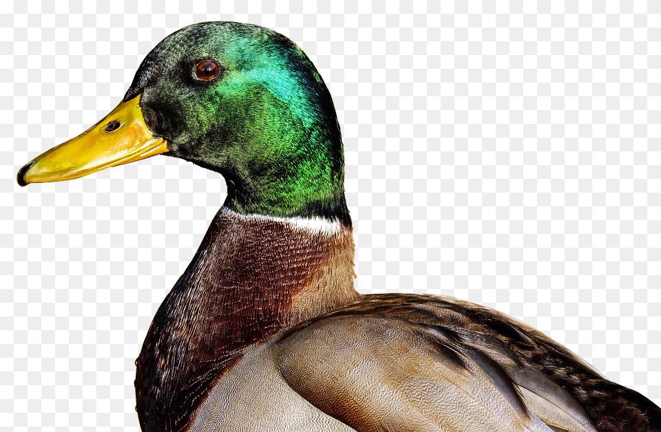 Mallard Animal, Bird, Duck, Waterfowl Free Png Download
