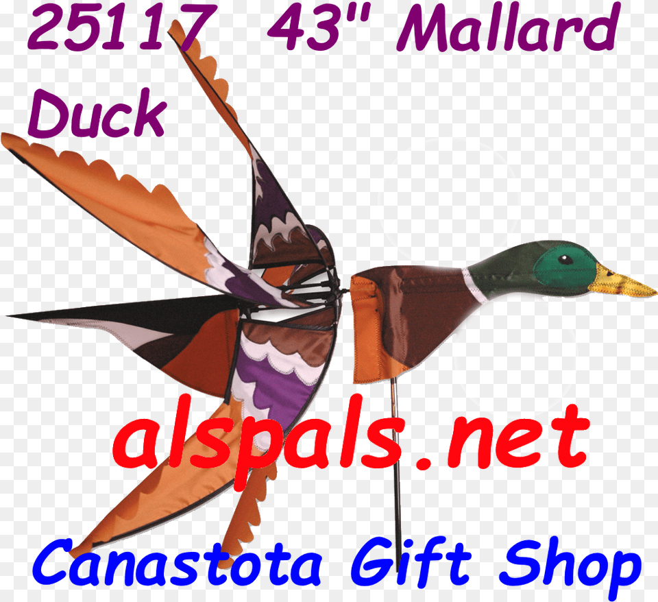 Mallard, Animal, Bird, Duck Png