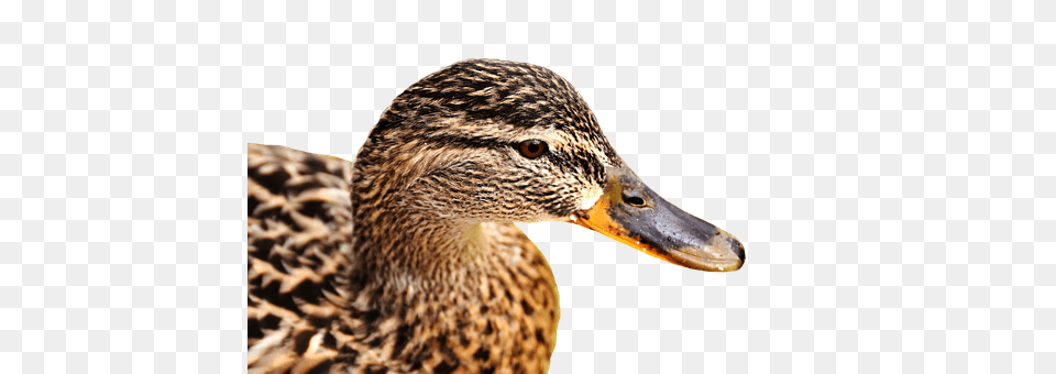 Mallard Animal, Beak, Bird, Duck Png Image