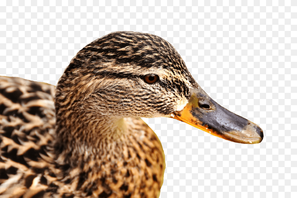 Mallard Animal, Beak, Bird, Duck Free Png
