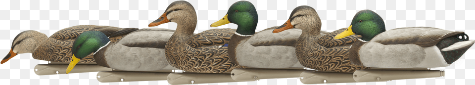 Mallard, Animal, Bird, Duck, Waterfowl Png Image