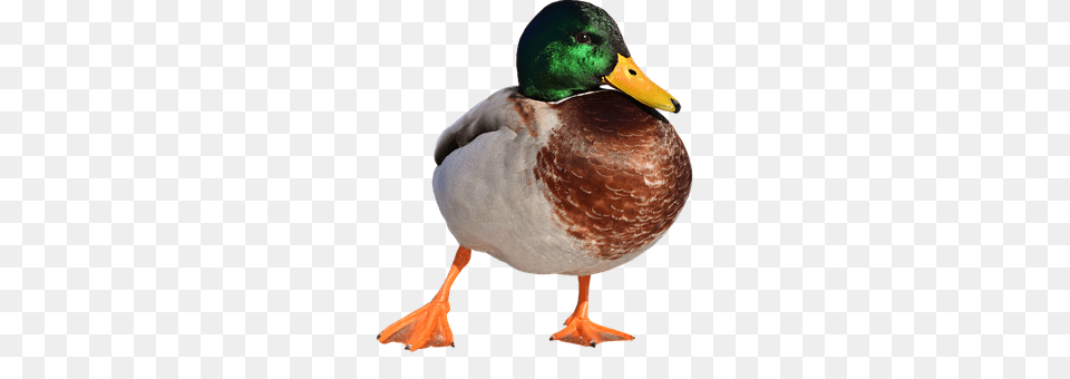 Mallard Animal, Anseriformes, Bird, Waterfowl Free Transparent Png