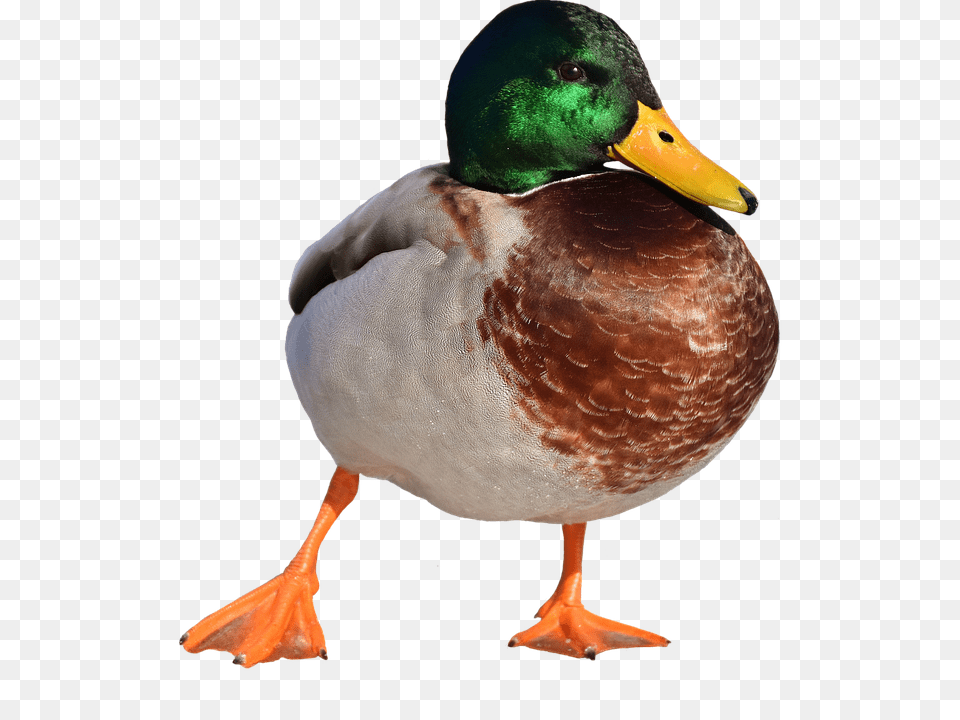 Mallard Teal, Animal, Bird, Duck Png