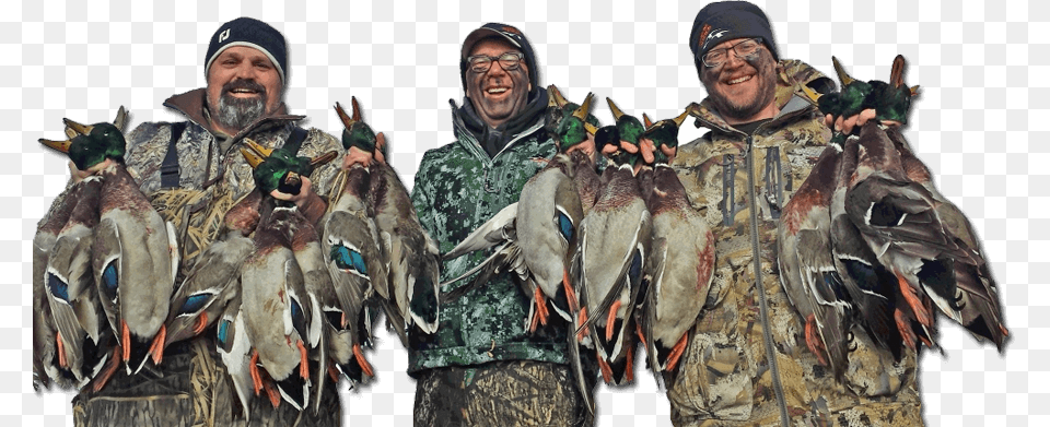 Mallard, Hunting, Adult, Male, Man Png Image