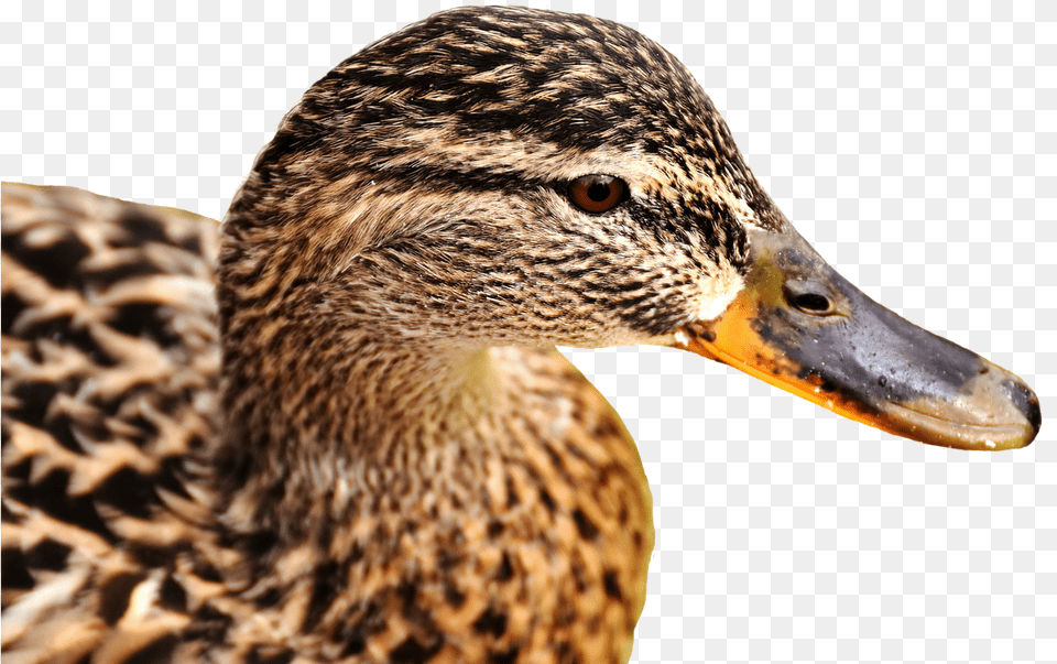 Mallard Bank Pond Cute Nature Water Duck Bird Grsand, Animal, Beak, Waterfowl, Anseriformes Free Png