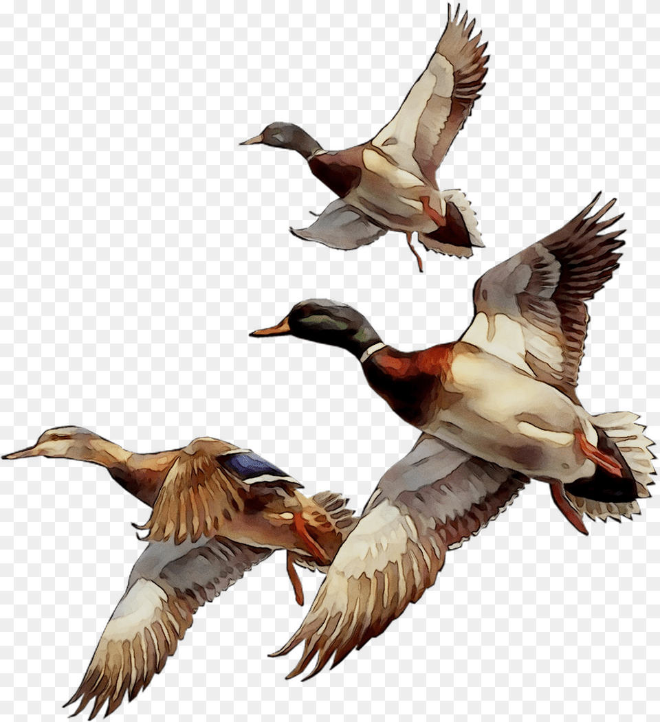 Mallard Bird Duck Goose Gif Download Mallard, Animal, Flying, Anseriformes, Waterfowl Free Transparent Png
