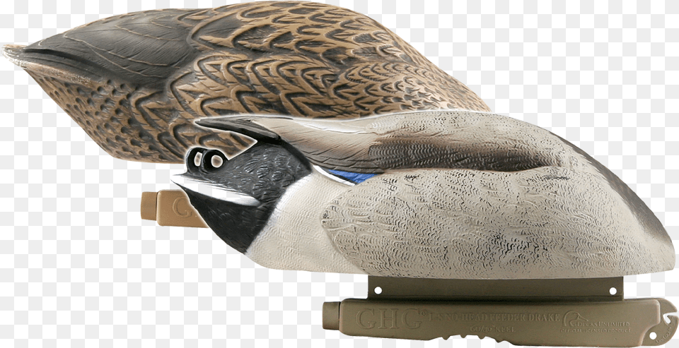 Mallard Canada Goose, Animal, Bird, Cushion, Home Decor Free Transparent Png