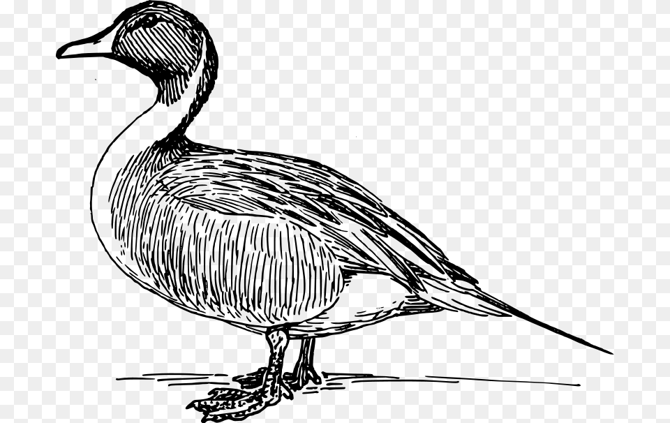 Mallard Clip Art, Gray Free Transparent Png