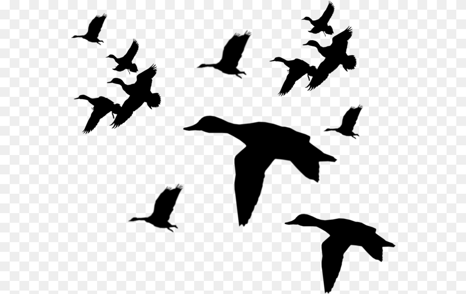 Mallard Clipart Duck Call Flying Ducks Silhouette, Gray Png Image